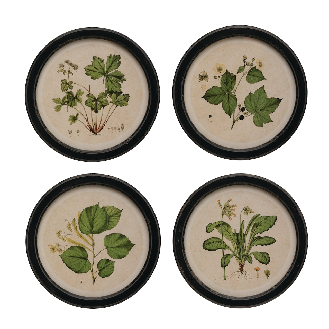 Hello Honey® 14" Vintage Botanical Prints Wooden Frame Set